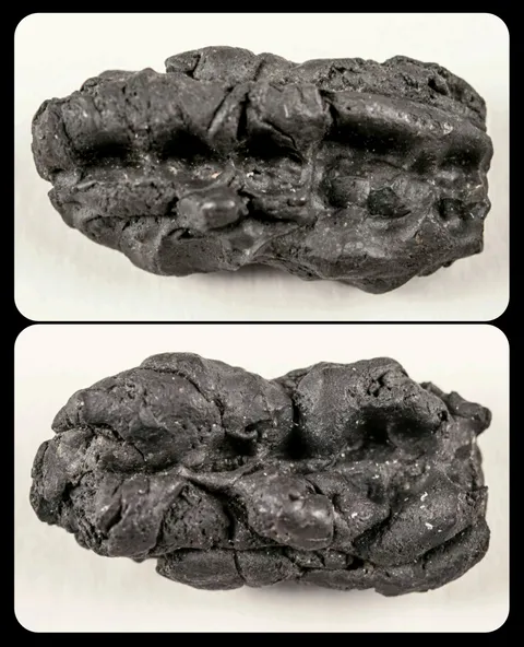 10,000-Year-Old "Chewing Gum" from Sweden: these lumps of birch tar were chewed by teenagers in prehistoric Sweden, and the DNA and microbes extracted from the tar indicate that the teens often consumed hazelnuts, deer, and trout, and that they suffered from severe gum disease