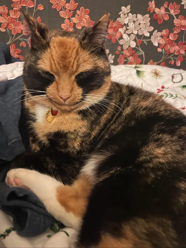 Show me a picture of your cat looking like villains