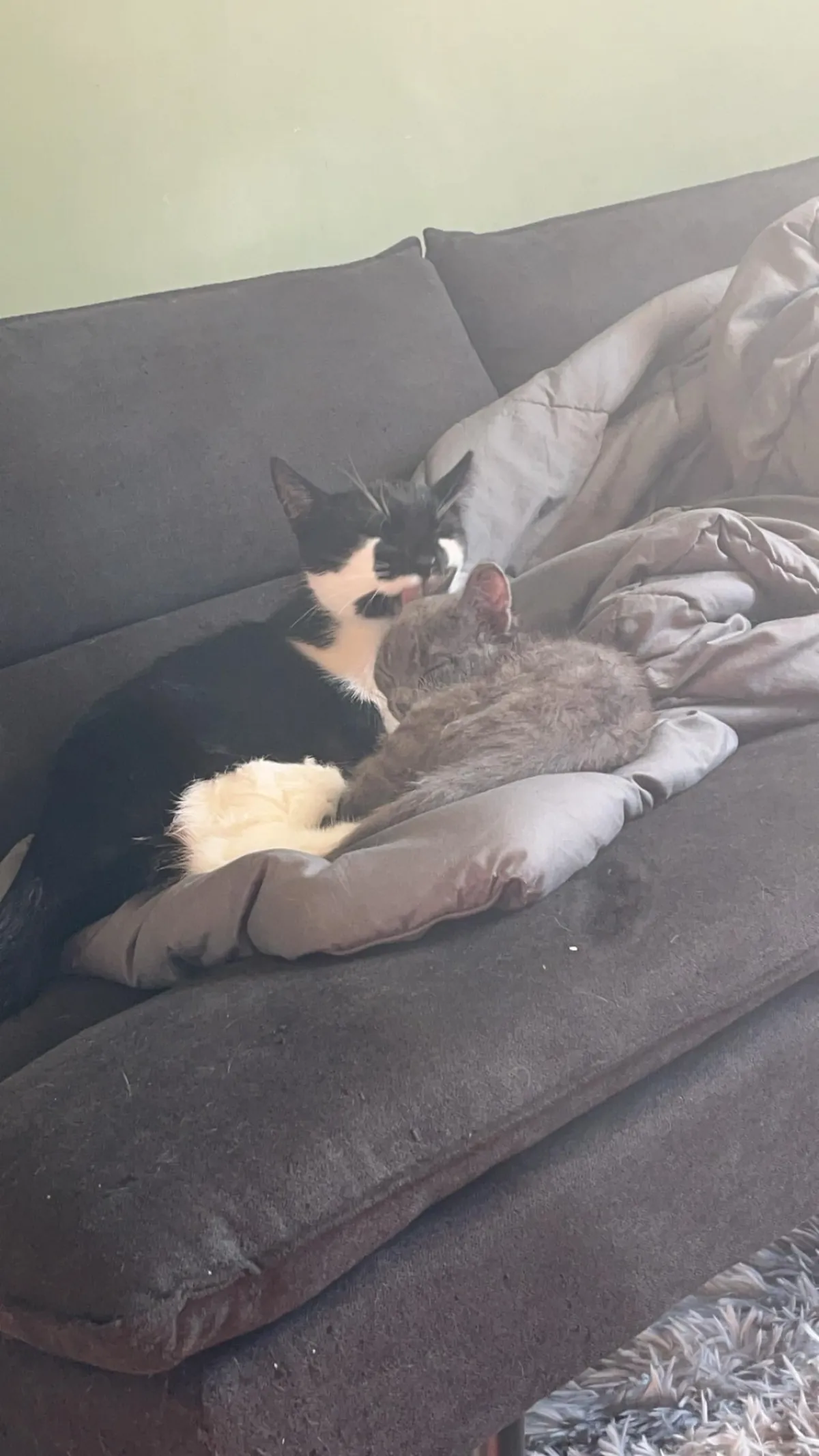 My kitties are friends now &lt;3