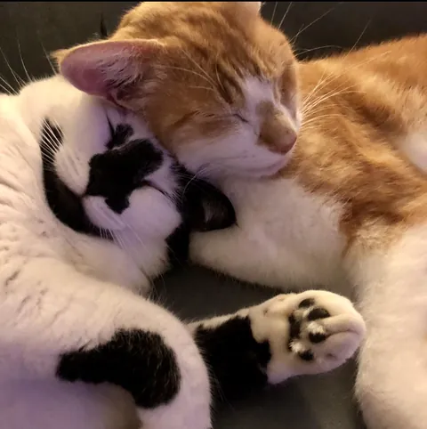 One time a person (after we had been dating for three weeks) told me it was either them or my cats.