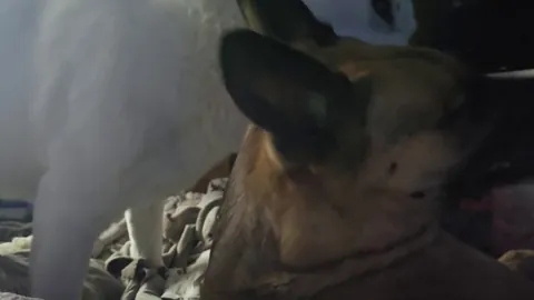 Why wont he stop licking other dogs face. Both Male German shepards.