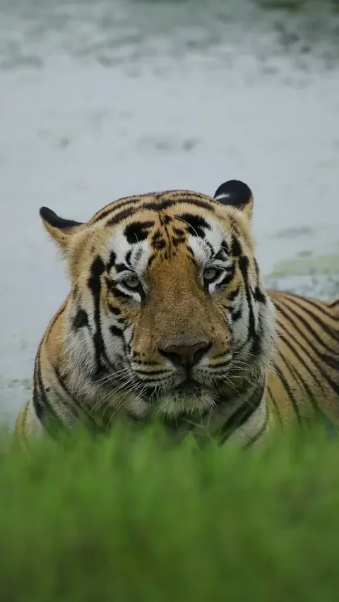 🔥Tiger from Tadoba.