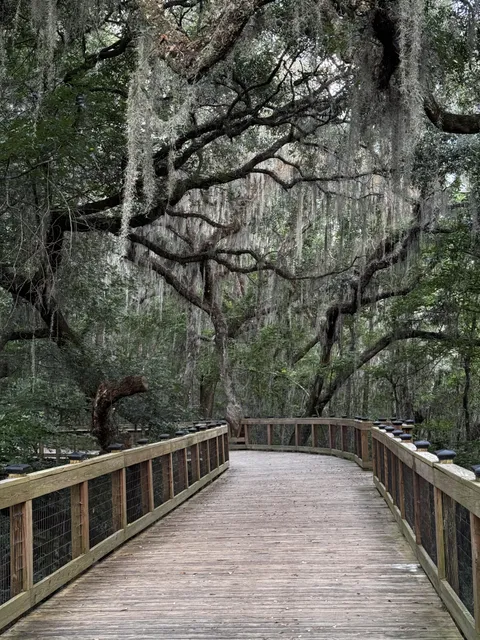 This raised boardwalk in the middle of an oak forest
