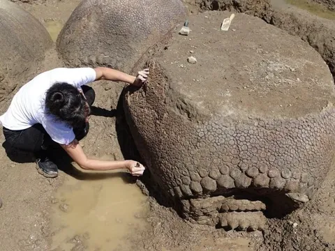 Fossilized shells of armadillos the size of Volkswagen Beetles discovered in Argentina