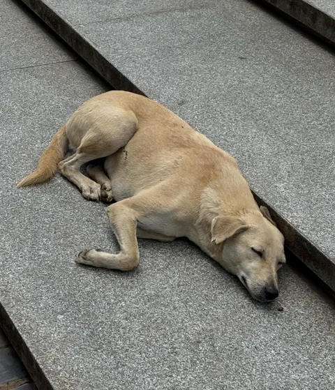 A local pupper having his afternoon nap [OC]