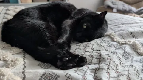 Yes, your claws are very impressive Babs 🖤