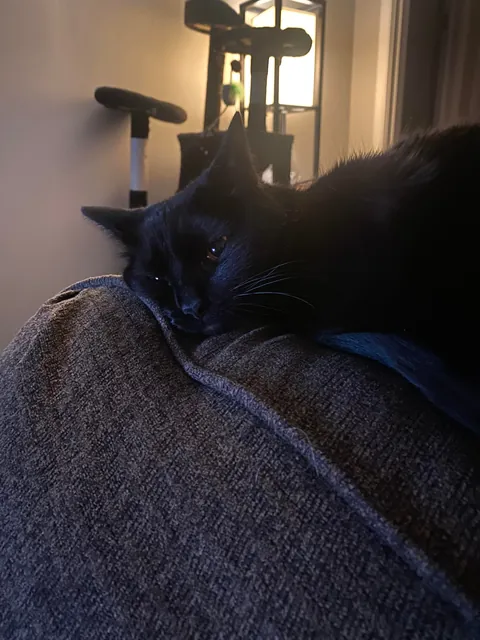 The sweetest and smartest cat I’ve ever had