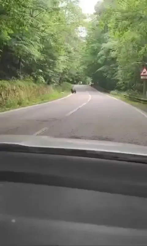 In Romania, a guy slowed down his car to let a bear pass and the bear greeted him in gratitude.
