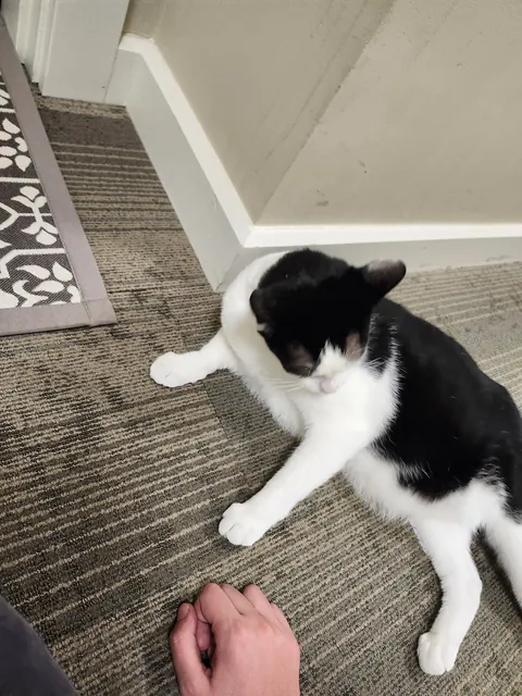 This is max, he is the cat of an old lady i deliver packages too. He is also incredibly friendly.