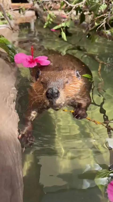 The sound of a beaver munching on a mulberry branch.