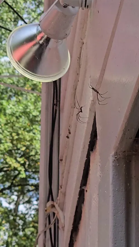  Large invasive Japanese spiders that form multi spider webs. 