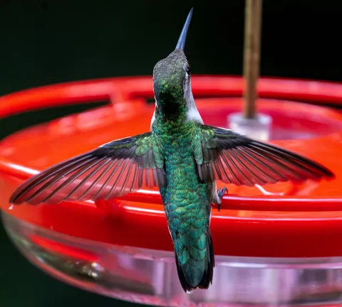 Hummingbird shot of the day