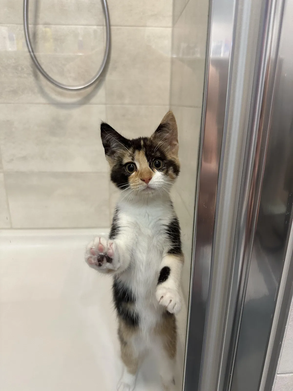 Oh- hi there human 👀😻