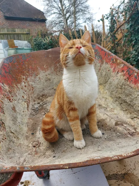 His happy place is in a wheelbarrow