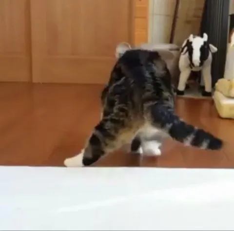 Cat just wants to fit in a bowl, and succeeded