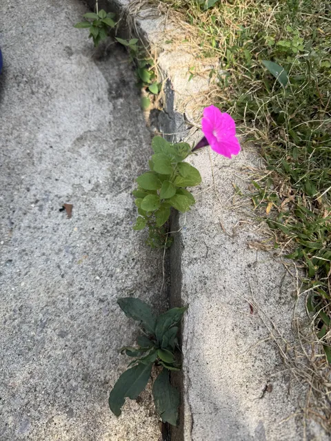 None of the flowers that I intentionally planted survived the squirrels and a bad heat wave in NYC.  Came out to find this guy mocking my efforts.
