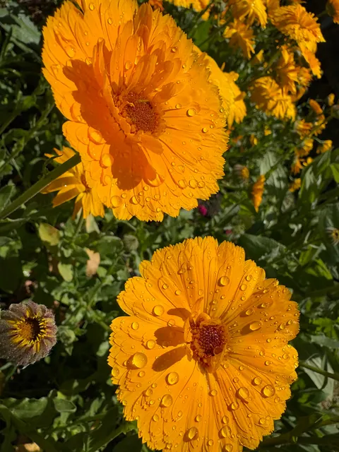 It’s bittersweet knowing I’m going to leave my first garden behind after I move in a month.. here’s some photos of my flowers.
