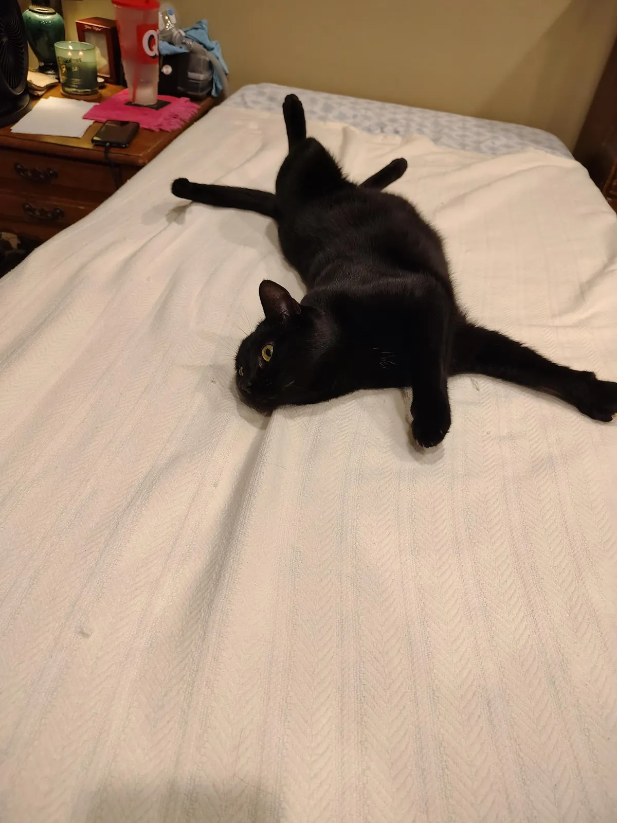 I washed the white blanket after Samhain made it grey again. This is him not 30 seconds after I put it back on the bed. Every single time...
