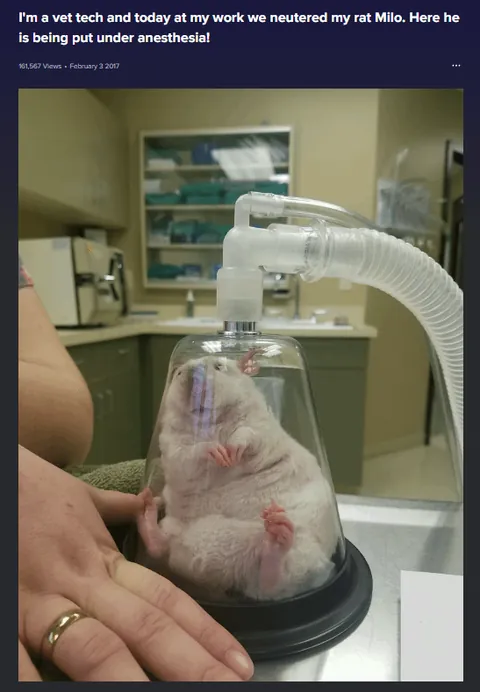 If the election is stressing you out, here are more drawings of some of your goofiest rats