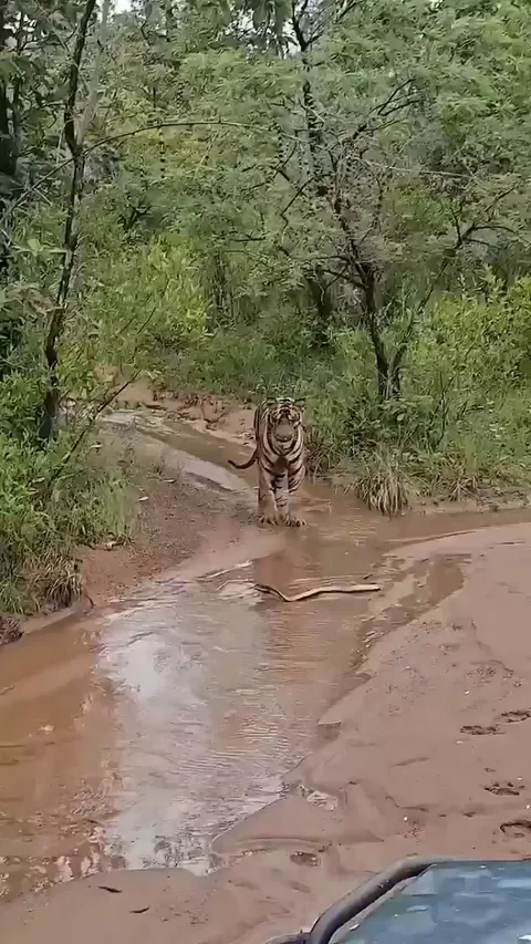 🔥Even The Mighty Tiger Knows Not To Mess With The King Cobra