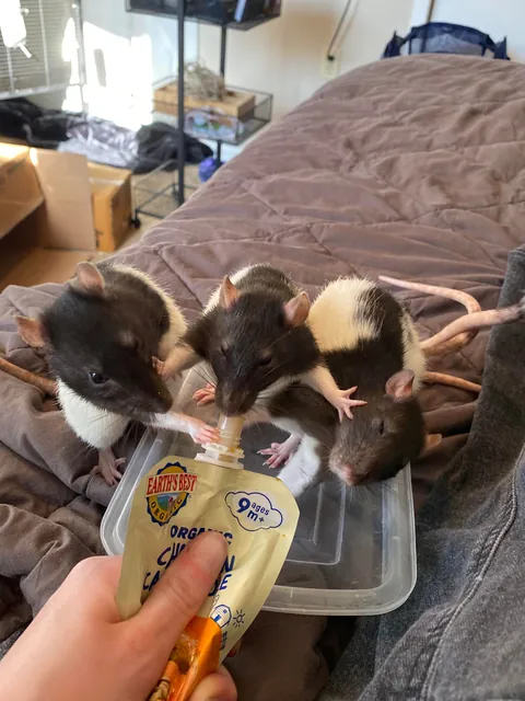 I CANNOT keep my rats out of the couch