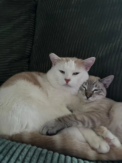 Rest in Peace Baby Breezy (FIP) Need Advice with Grief