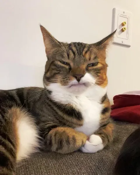 My sisters cat lost her top canine teeth and this is her permanent face now.