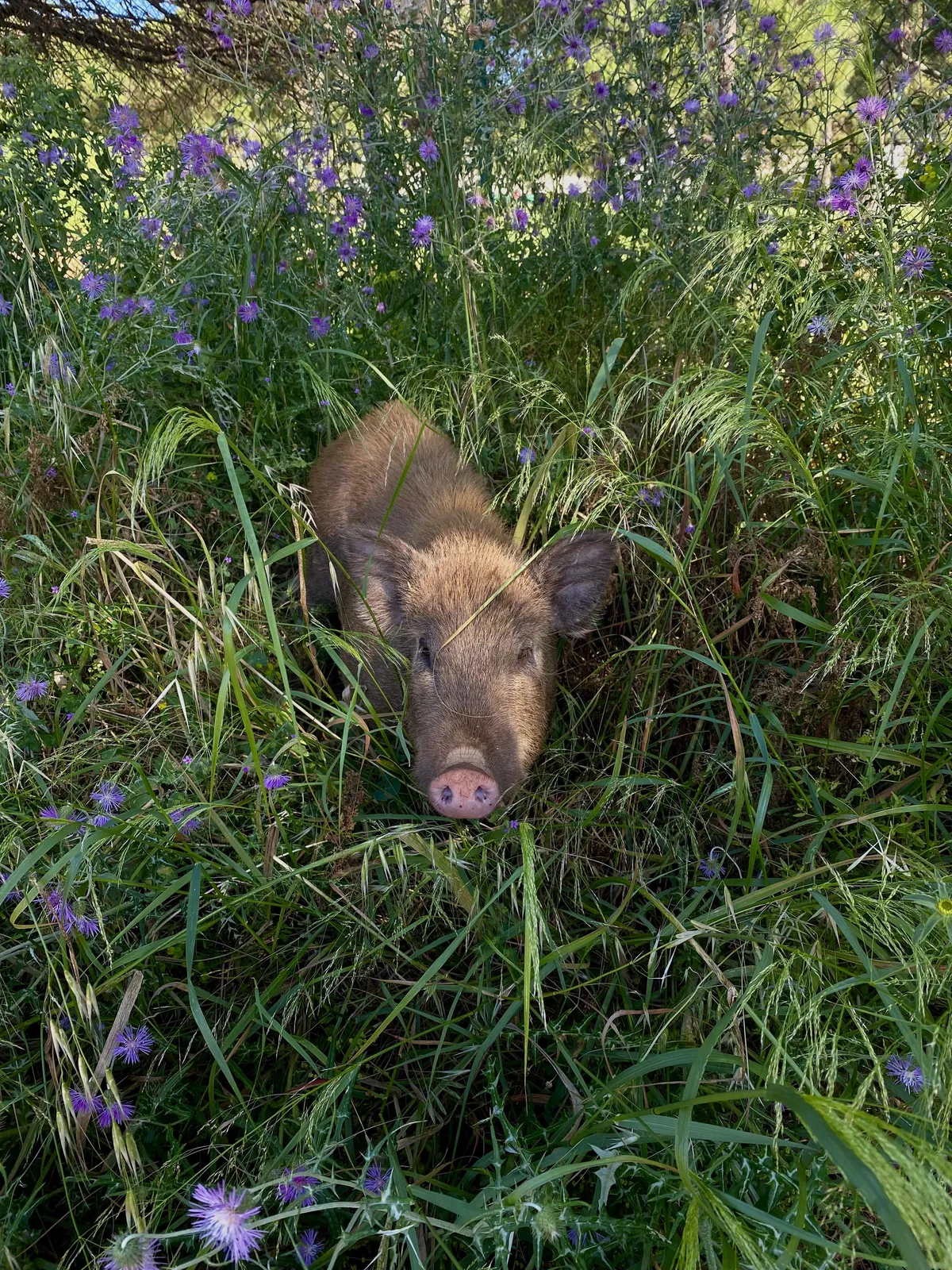 Wild boar i met on my way home.