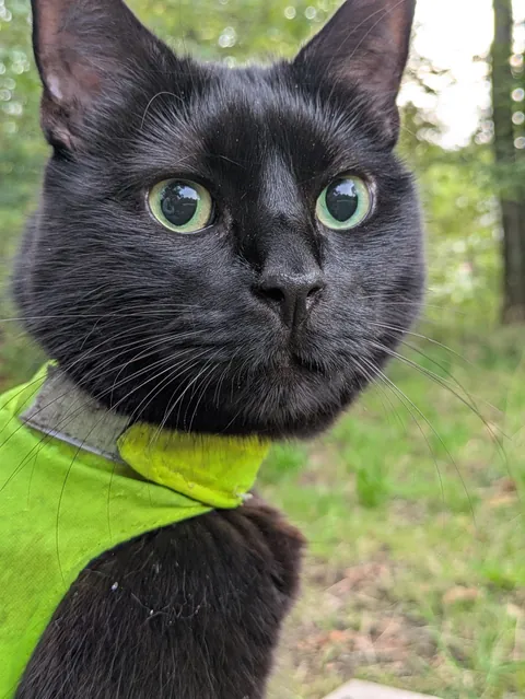Soon Autumn Walkie