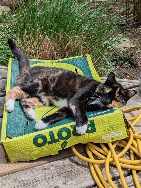 At 19 years old, my senior cat has entered her garden goddess era