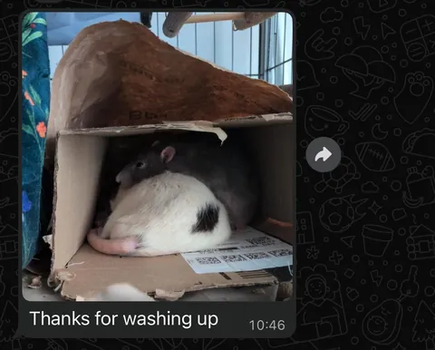 I was worried about moving my rats into my boyfriend’s place. I needn’t have been, he’s obsessed!