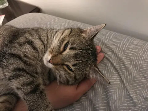 Lost my baby girl of 8 years yesterday