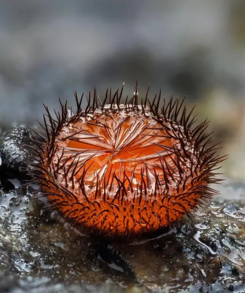 New Zealand photographer takes stunning photos of tiny mushrooms