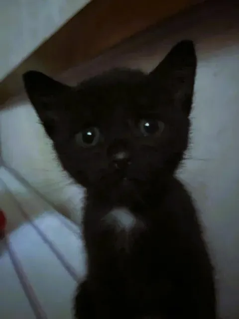 Look at my little Dracula