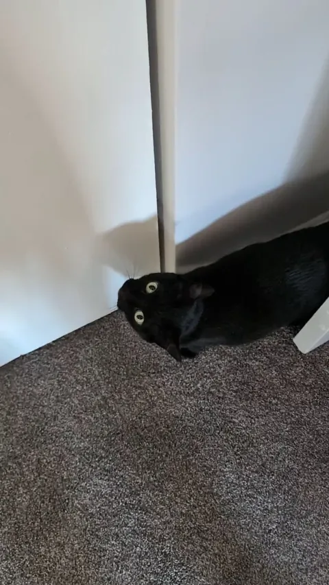 You can't go in the closet Babs!