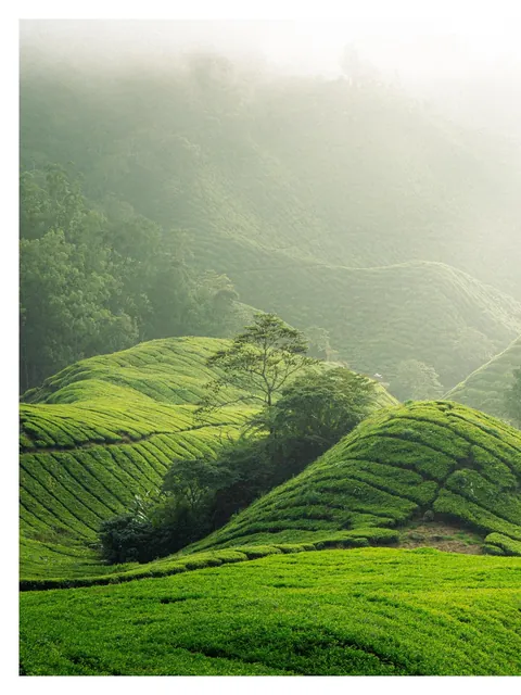 Hiking through Cameron Highlands in Malaysia with local stray dogs.