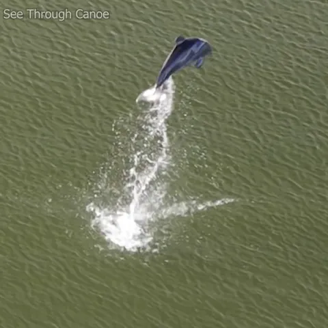 🔥 A dolphin doing high jumps in the intracoastal waterway yesterday