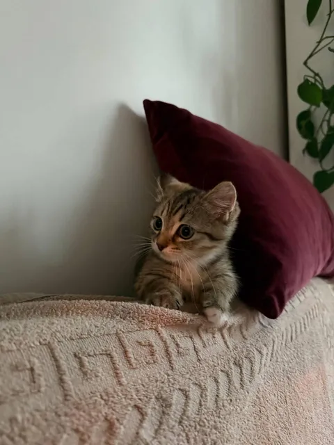 This little beauty jumped on me all night and didn't let me sleep