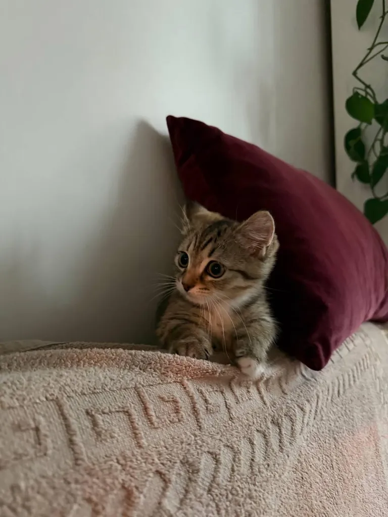 This little beauty jumped on me all night and didn't let me sleep