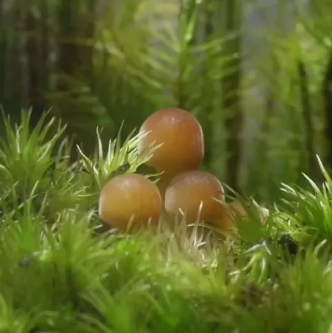 Pet slime mold eating mushrooms