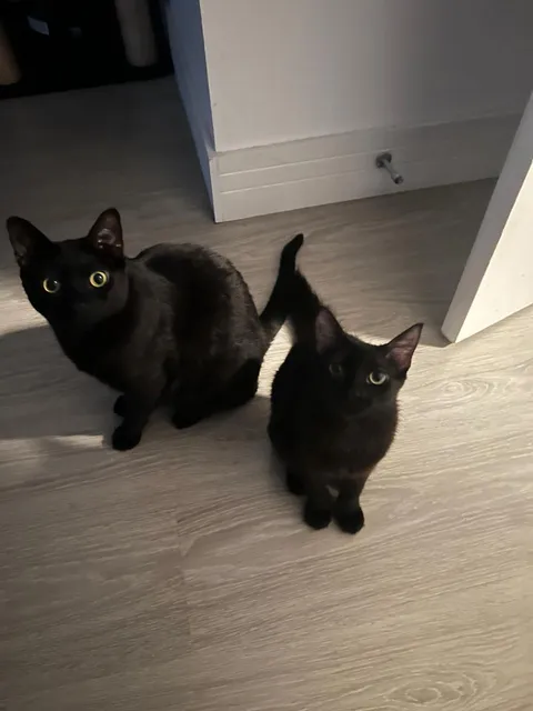 I just found a smaller clone from my cat, I brougt home and now they are friends, My senior one is much happier right now with the companion!