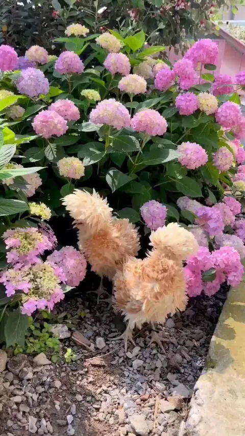 Buff laced Polish chickens blend in with flowers