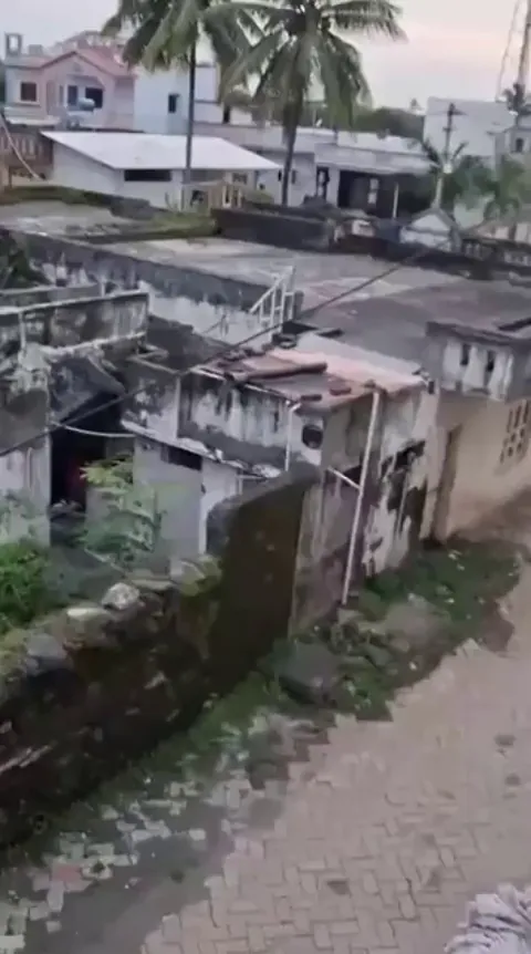 Indian Langur monkey plays with a metal plate when noone's looking