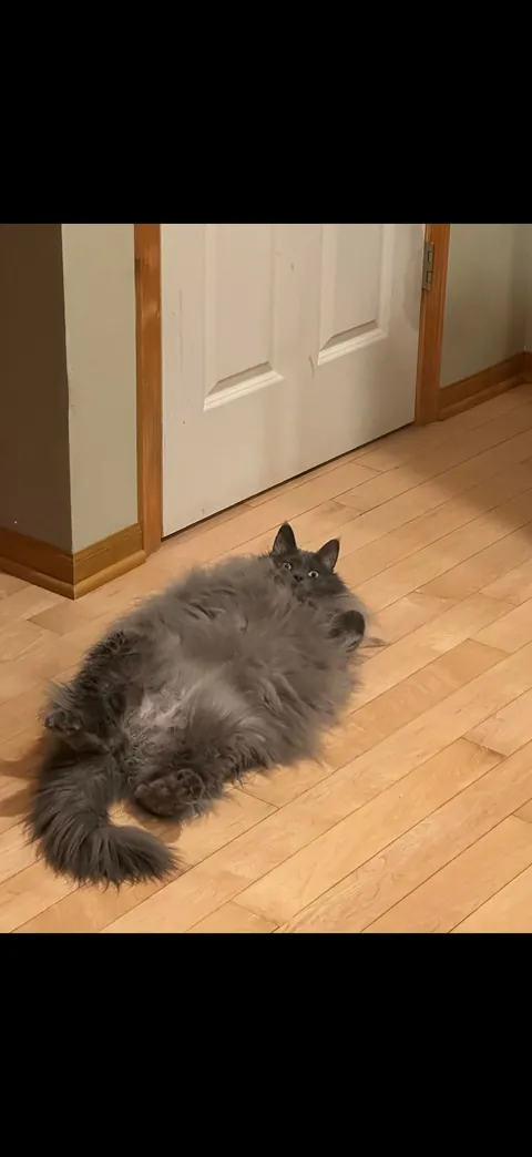 My kitty as a baby vs now