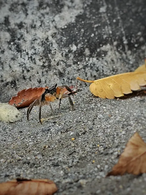 I found a crab at the parking lot, but no ocean near my house.