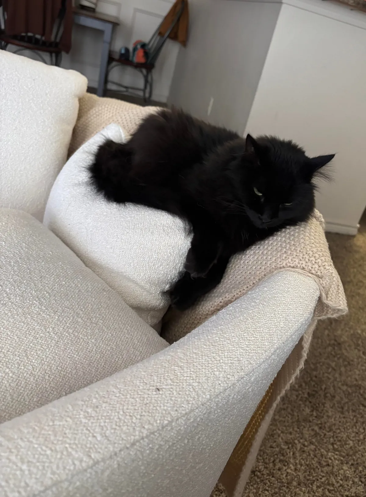 This is Whisper. She is 7 and we just got her from a spousal abusive household. She’s the best!