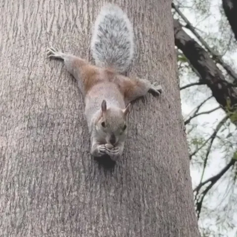 Squirrel doing yoga.. 😂