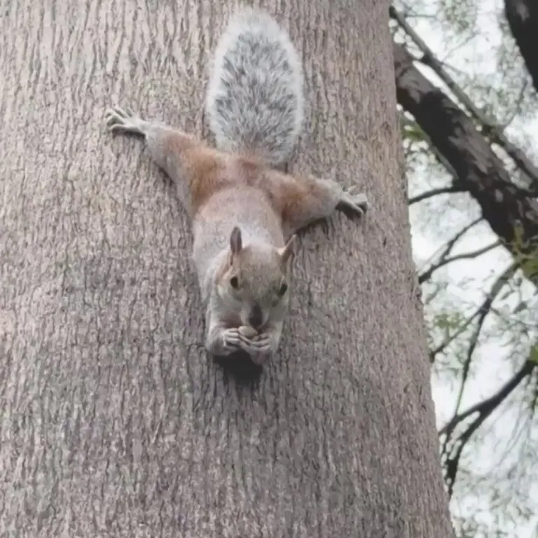 Squirrel doing yoga.. 😂