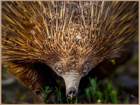 🔥Short-beaked Echidna 🔥