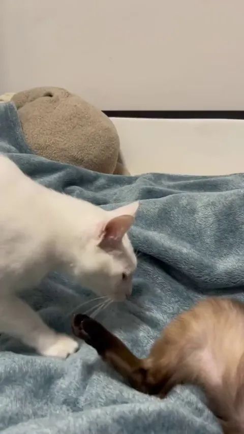 They are siblings for sure